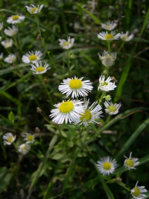 Erigeron annuus: chi l''ha vista?